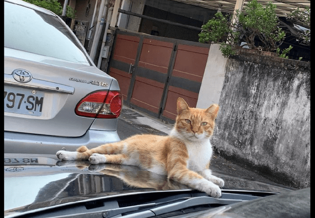 橘猫坐在车窗前休息网友坐在车里不敢轻举妄动表情也太凶了