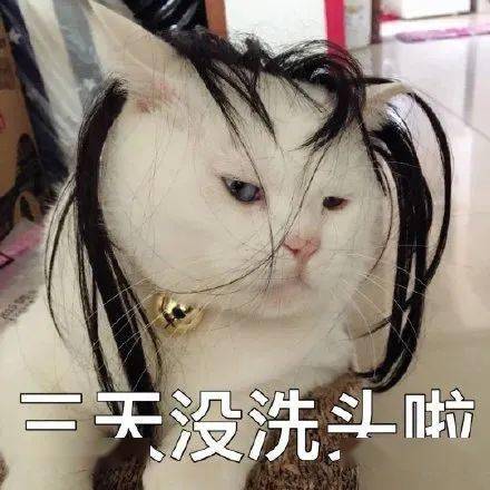 每日沙雕表情包