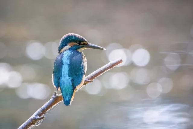 为什么蓝色的动植物很少见 分子 色素 反射