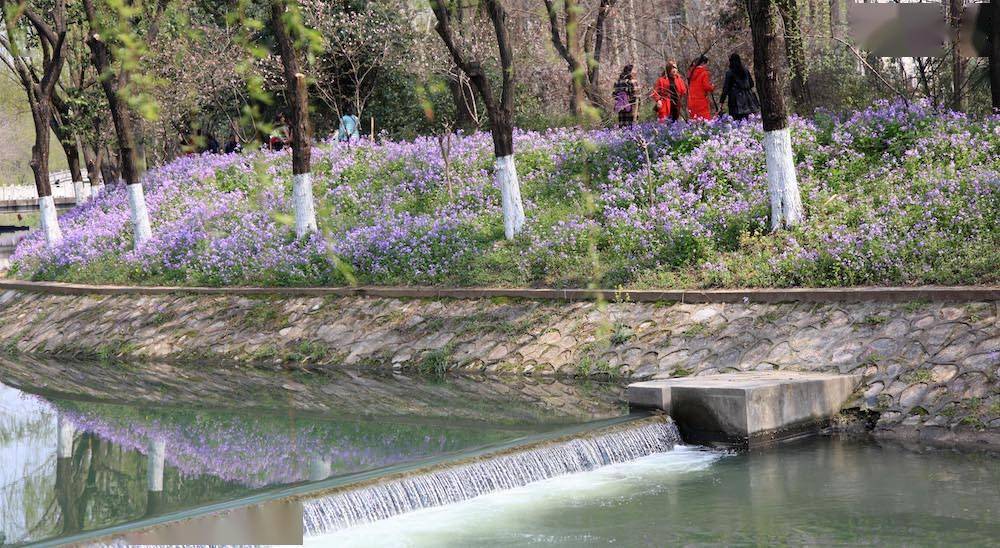 开遍南京的紫金草它的花语是不忘历史珍爱和平