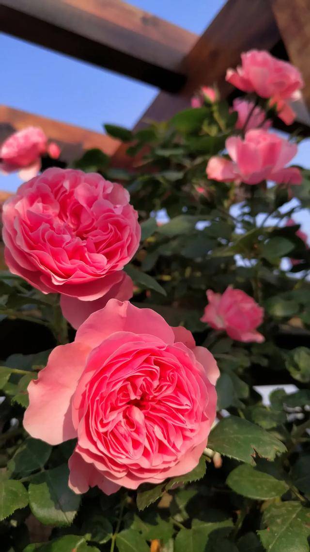 一棵粉达,撑起一座花园的一个春天_月季_花友_达芬奇