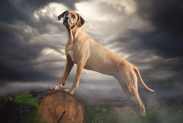 非洲草原杀手脊背一条1米长刀疤的猎狮犬以猎杀狮子为生