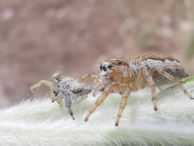 船长打野|惊喜！  FPX战队先出线，鳄鱼Doinb证明了自己，野辅才是MVP