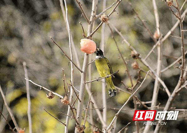 王杨|湖南新田：鸟儿“闹柿”冬韵美（组图）