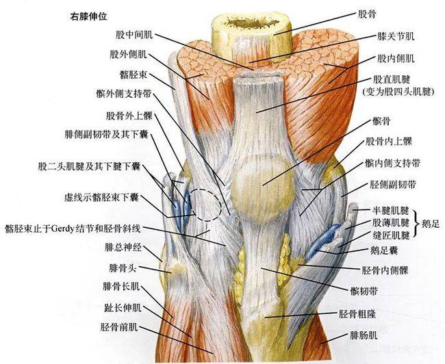 人体膝盖骨骼结构图图片