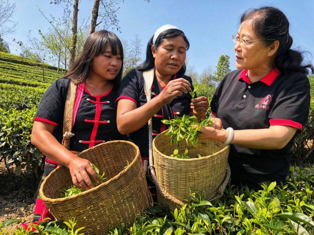 金奖|40年匠心做茶，她斩获茶博会金奖，网友：终于找回那熟悉的味道···