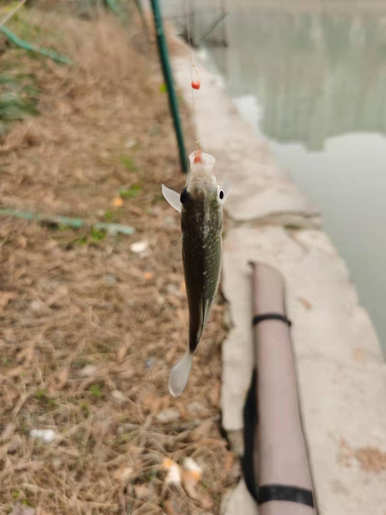 使用隔夜窝钓获多鱼种,以双尾鲫鱼收竿_黄尾_饵料_双飞