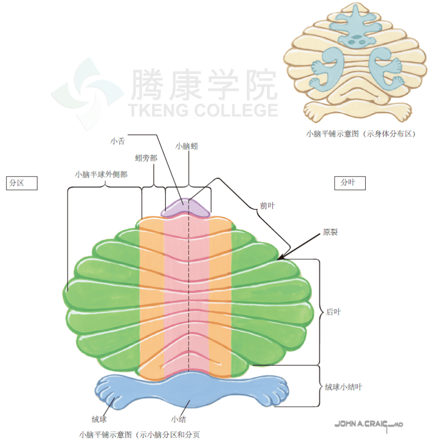 神经解剖学小脑的结构分叶和分区