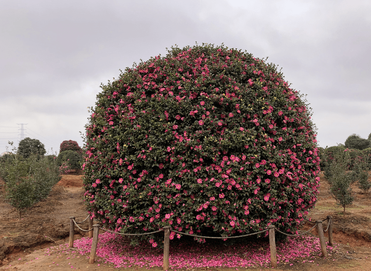 浙江金华:茶梅那些事儿_程伟达_种植_造型