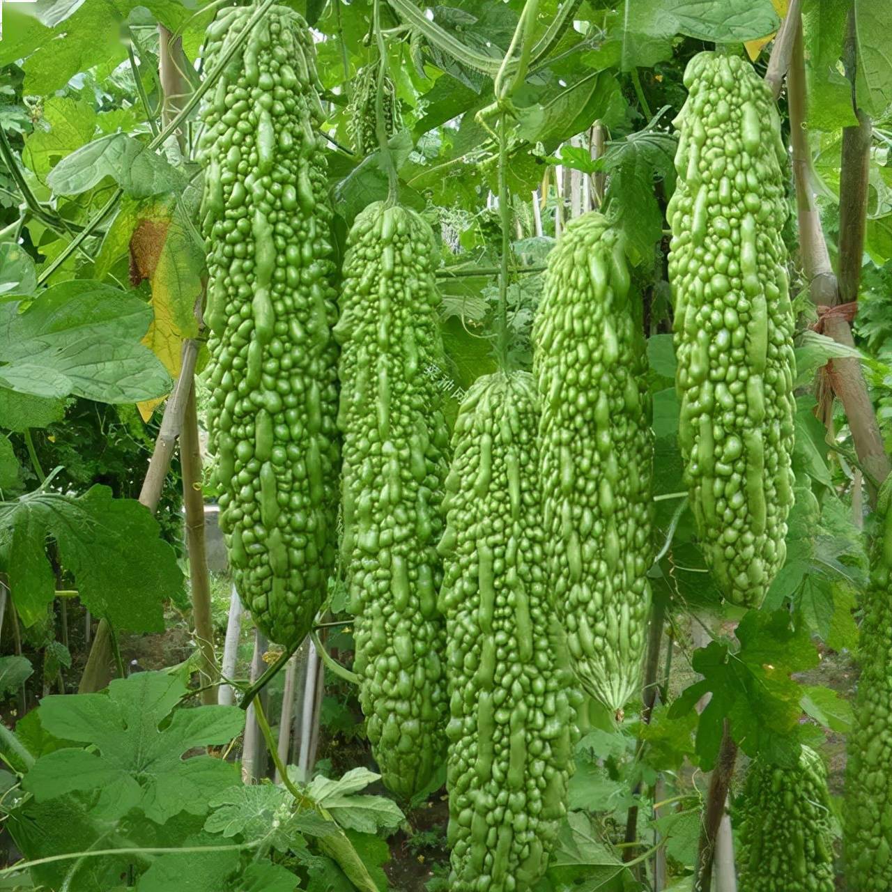 产量万斤的苦瓜好品种来咯!满足农户高产需求_种植_如意_经典