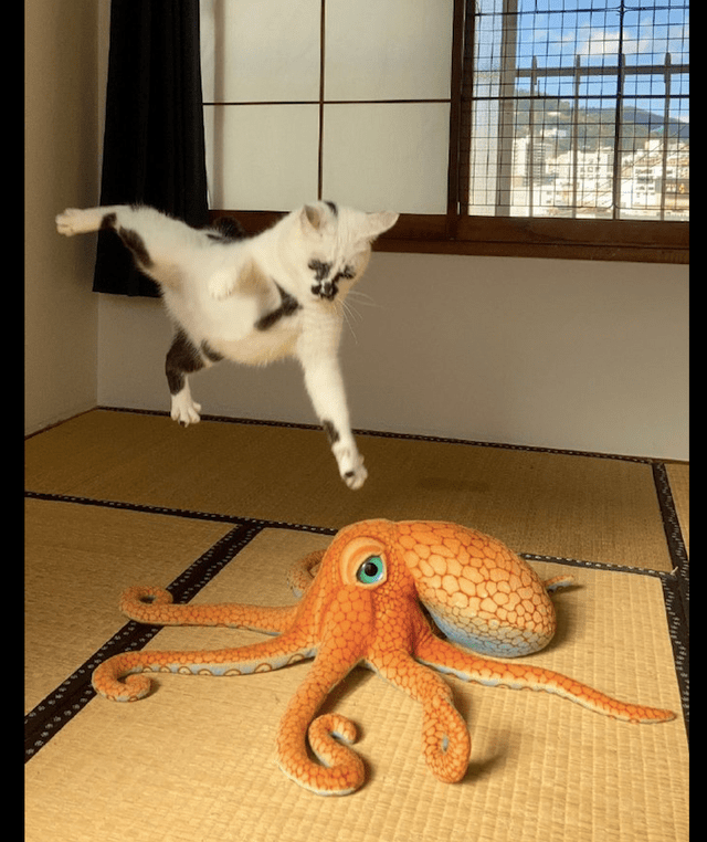 网友买了个很逼真的玩具章鱼,猫咪表现得也太夸张了,戏精喵啊!_反应_