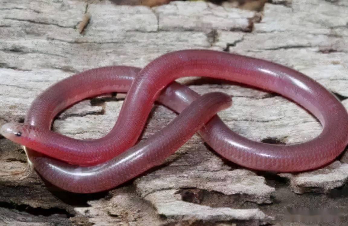 吓一大跳网友发现奇怪大蚯蚓一查竟是蛇你见过吗