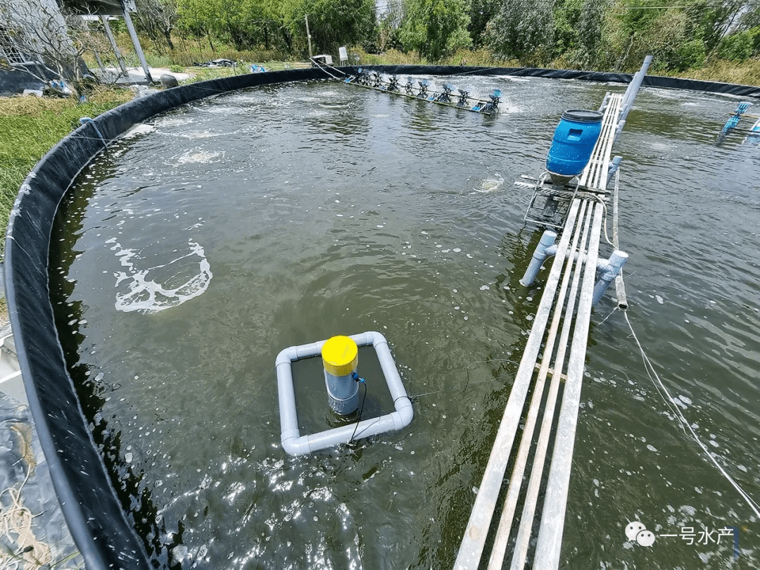 养殖户_模式_对虾