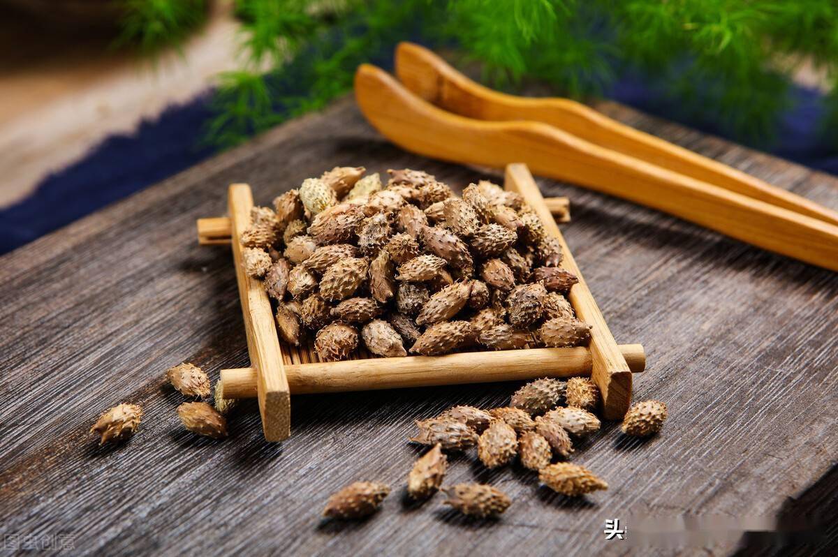 升阳明清气而宣通鼻窍,此外啊,白芷还善治疗外风犯肺所致的鼻塞流涕等