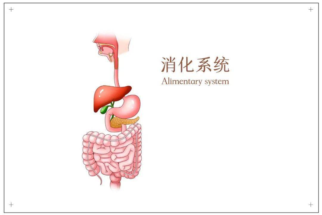 内分泌|手术开出一肚子的肿瘤！女子早上总睡不醒，谁知竟是因为...这锅低血糖真不背！