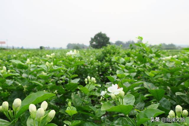 去过横县万亩"中华茉莉园"的人,个个变花痴