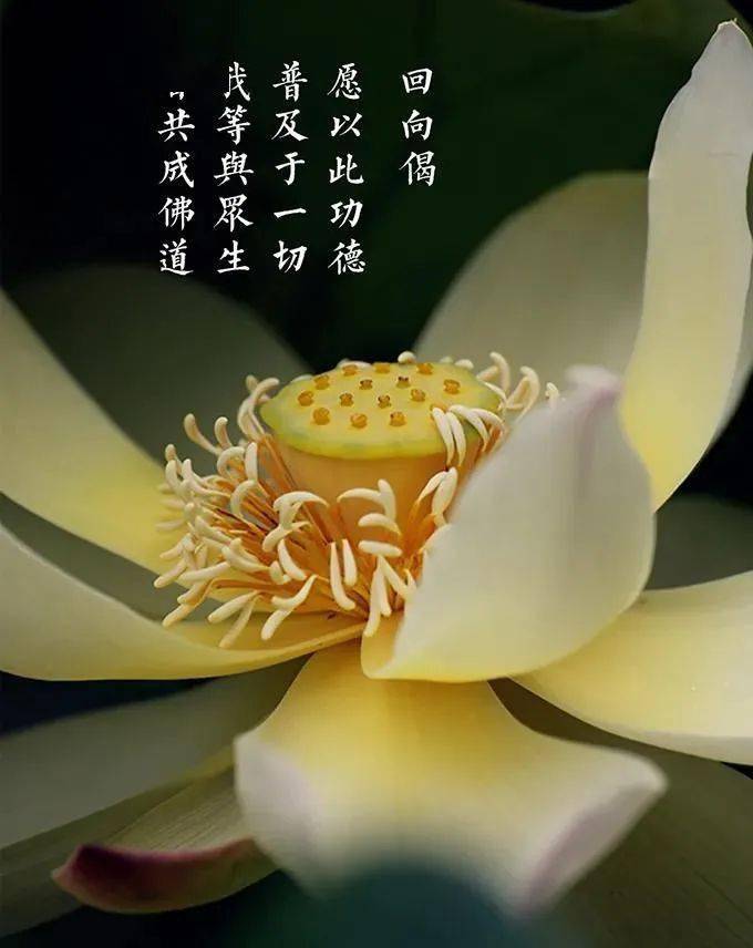 每日一偈佛说八大人觉经念诵利益