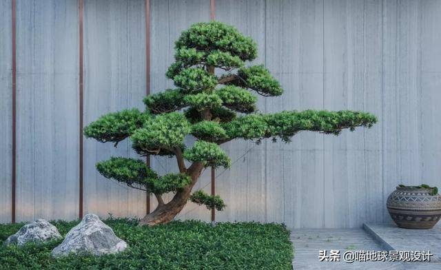有长寿,守财,吉祥的寓意,是庭院和高档住宅的首选绿化树种
