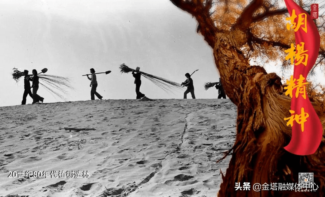 「微海报」一路走来的胡杨精神_胡杨_海报_精神