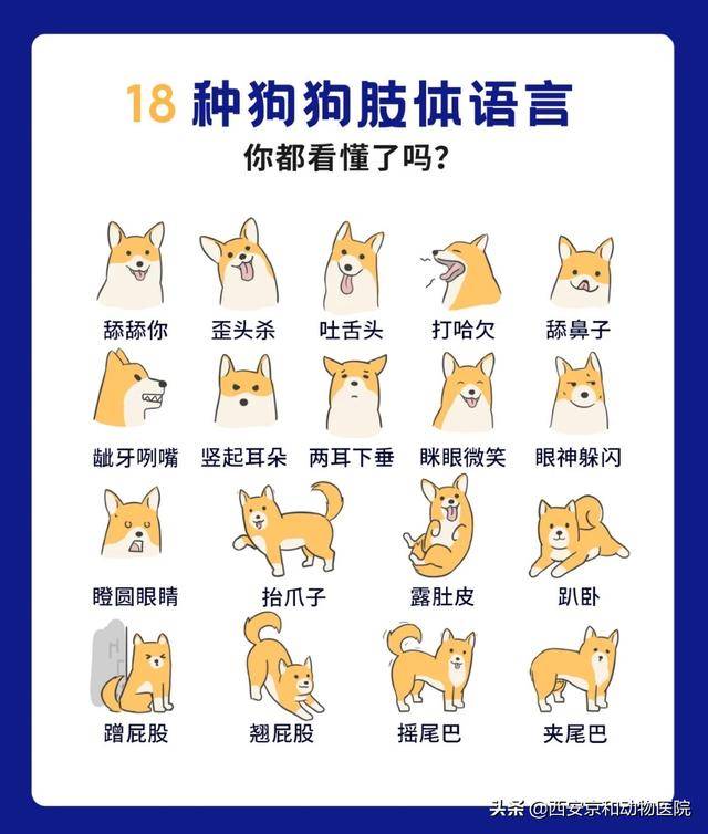 狗狗的18種肢體語言你都明白嗎