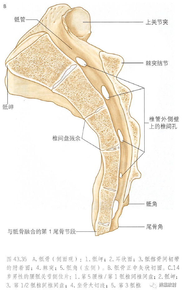 解剖丨脊柱(椎體,椎間盤,韌帶)~_腰椎_基礎_內容