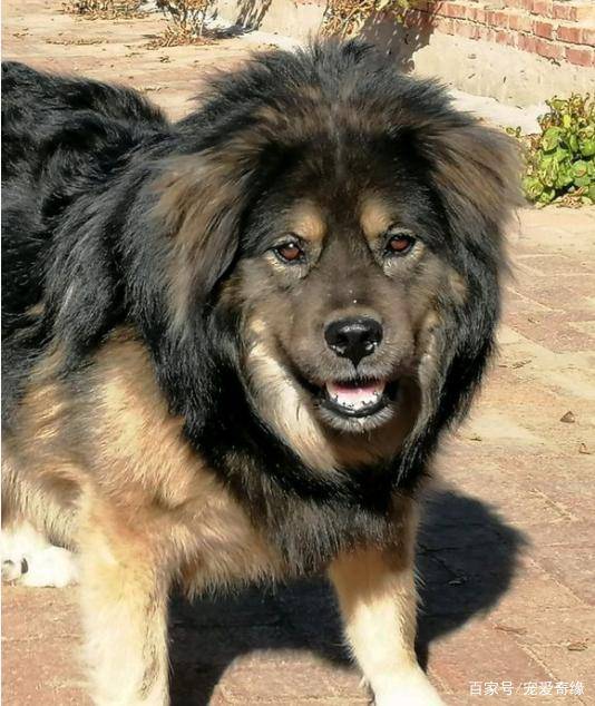 唯有这4种猛犬,可护草原一方平安,杀狼利器_内蒙古地区_牧羊犬_内蒙古