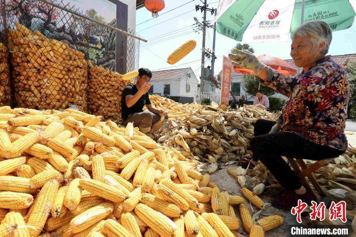 山东|山东秋粮收购进展顺利 现已收购新玉米53.2亿斤
