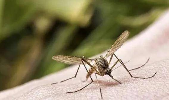 夏季最常见三类蚊子