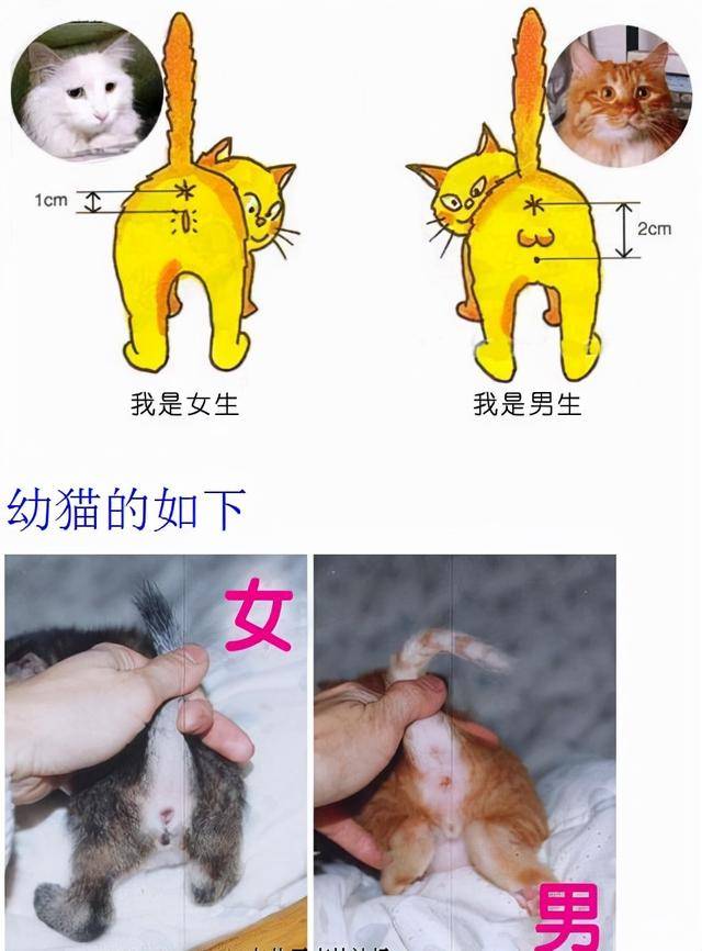 这7个猫咪性的冷知识你知道吗