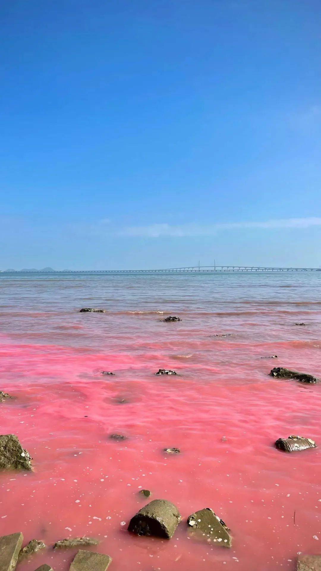 珠海情侣路海岸线,变成了粉红色~_二姐_来源_污染