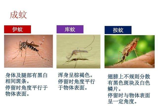 而在我国境内大约有370种,主要有三个属的蚊子,分别是按蚊,伊蚊和库蚊