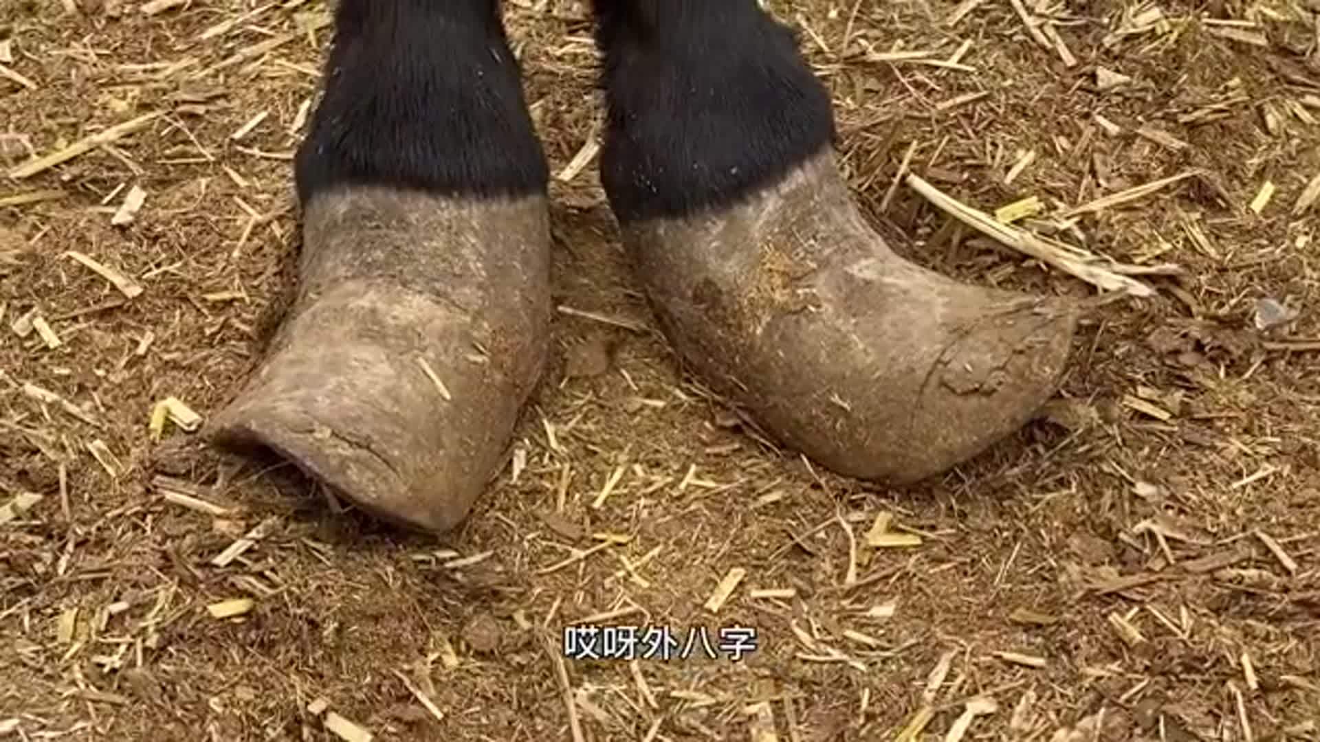 老驴蹄子长成外八字状,抬腿踢凳子不老实,修蹄后欢快的跑起来_凳子_修