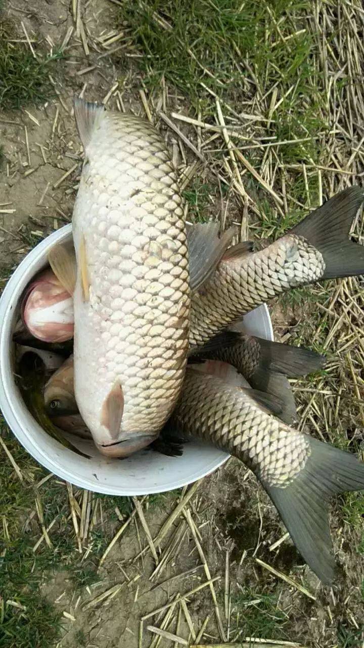 拋竿釣鯽鯉草皖魚餌料經典配方湖庫中大物全靠它了