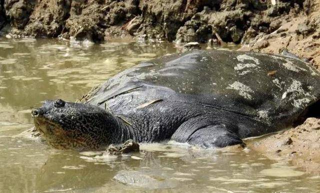 解谜1965年黄河捕获巨龟的传说龟鳖类最大能长多大