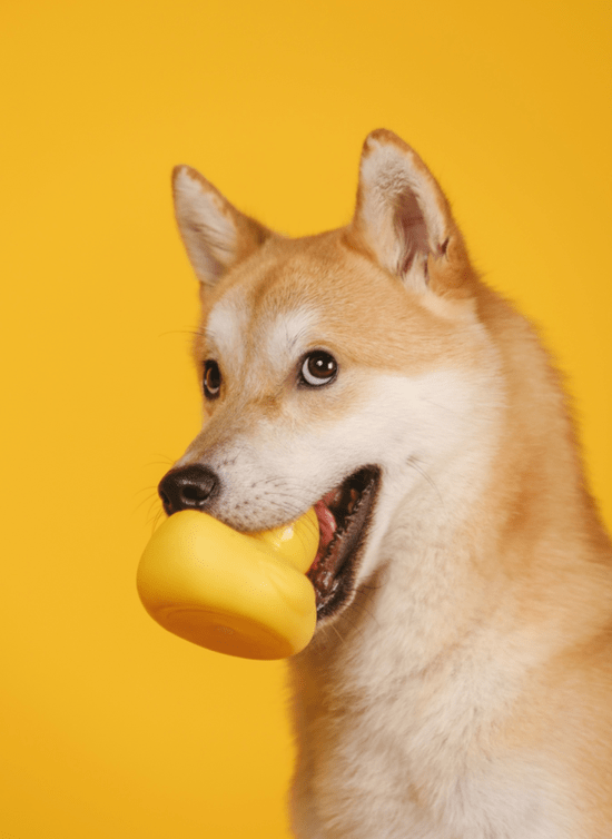 狗头,这可能是人类历史上最有价值的表情包_狗狗_kabosu_柴犬