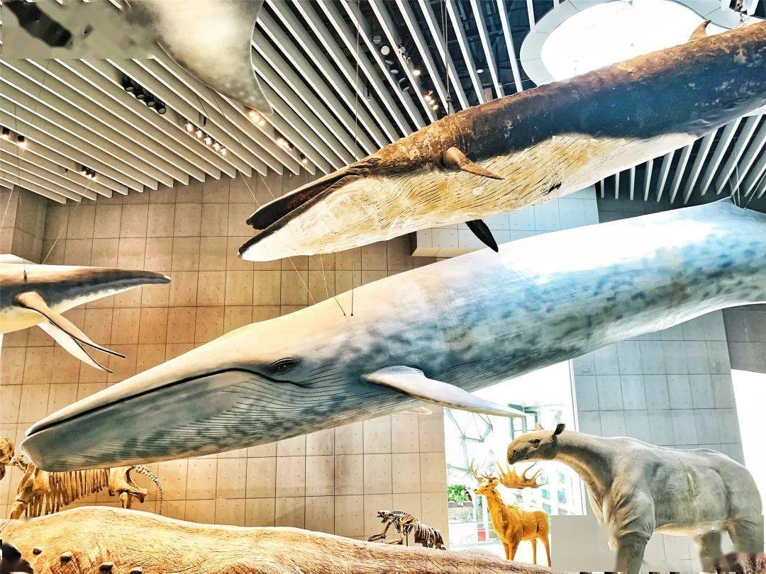 大鲸鱼自然博物馆新c位亮相,这么多惊艳标本你都打卡了吗_骨骼_生命