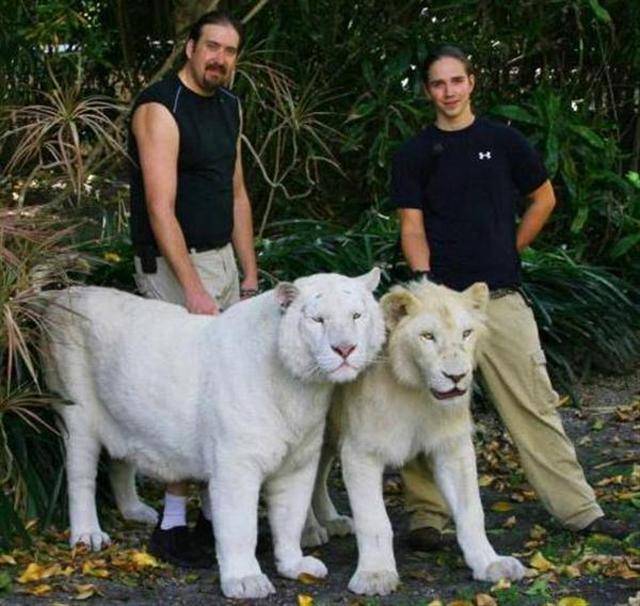 又一窝狮虎兽出生说好的白狮虎却长了一身黄毛饲养员都无奈了