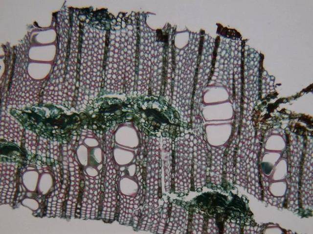 沉香(此切片为棋楠切片)横切面(100倍):4,木纤维:是长形两端渐尖的