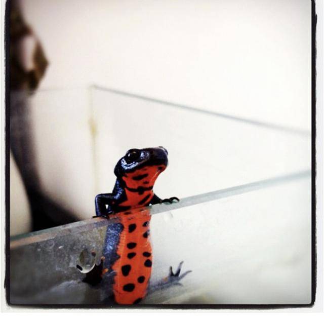 山林间的小精灵火龙中华蝾螈您见过么