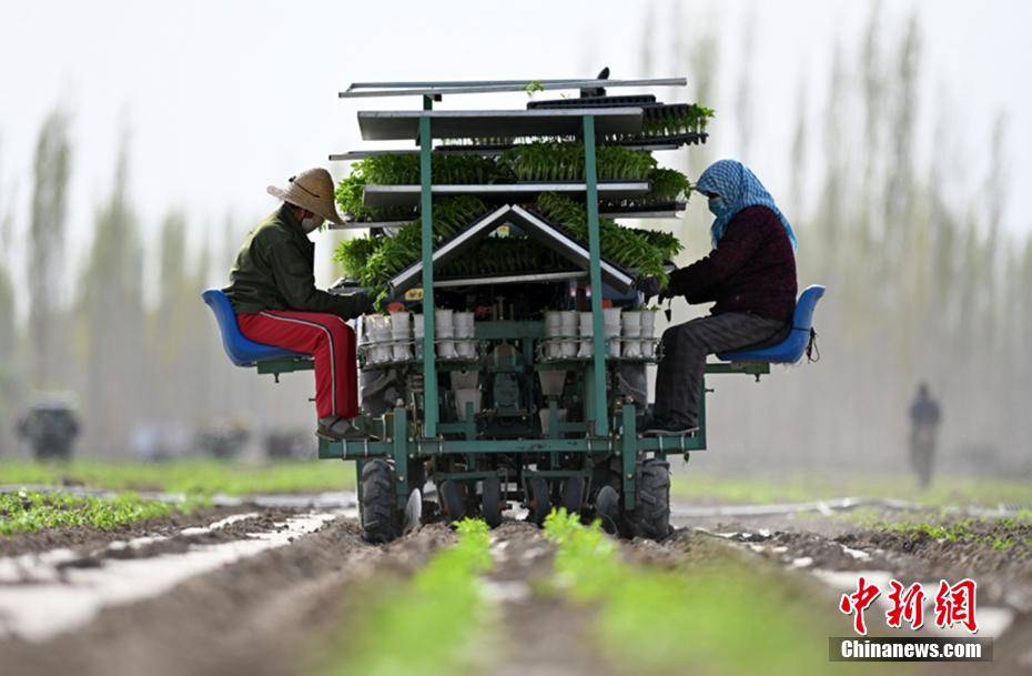 新疆辣椒机械化播种焉耆盆地50万亩开播
