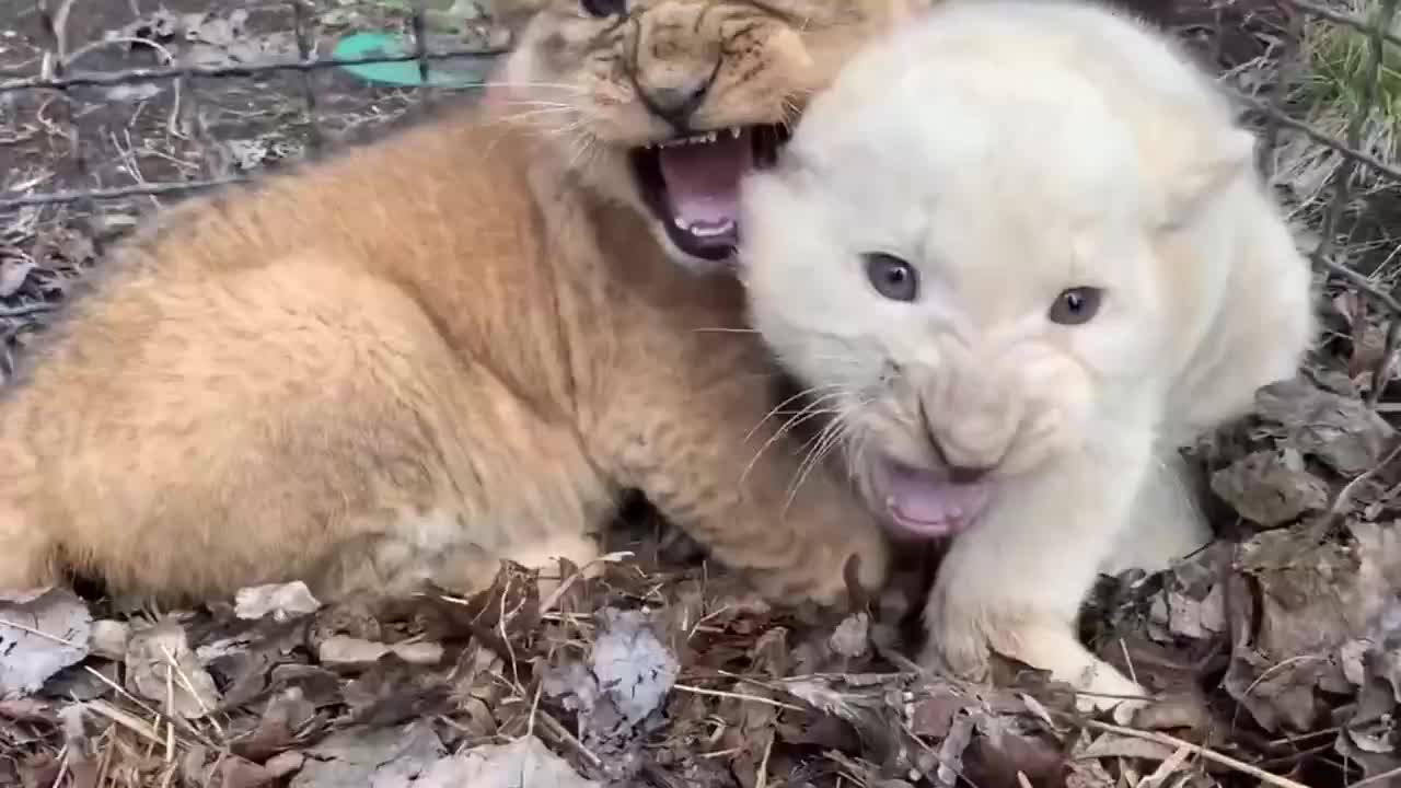 小獅子呲牙嚇唬飼養員:你媽都不敢向我呲牙_生命_多多_最好的