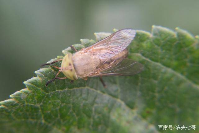 蜱虫怎么繁殖的 e2ef43f3e25443f686a8c11519736a97.jpeg