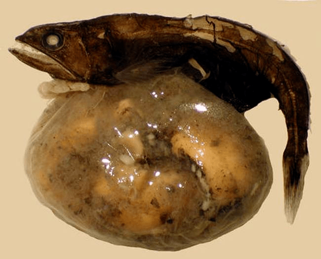 也就是说,黑叉齿鱼不是死于贪心导致的胃穿孔,胃扩张,而是死于消化