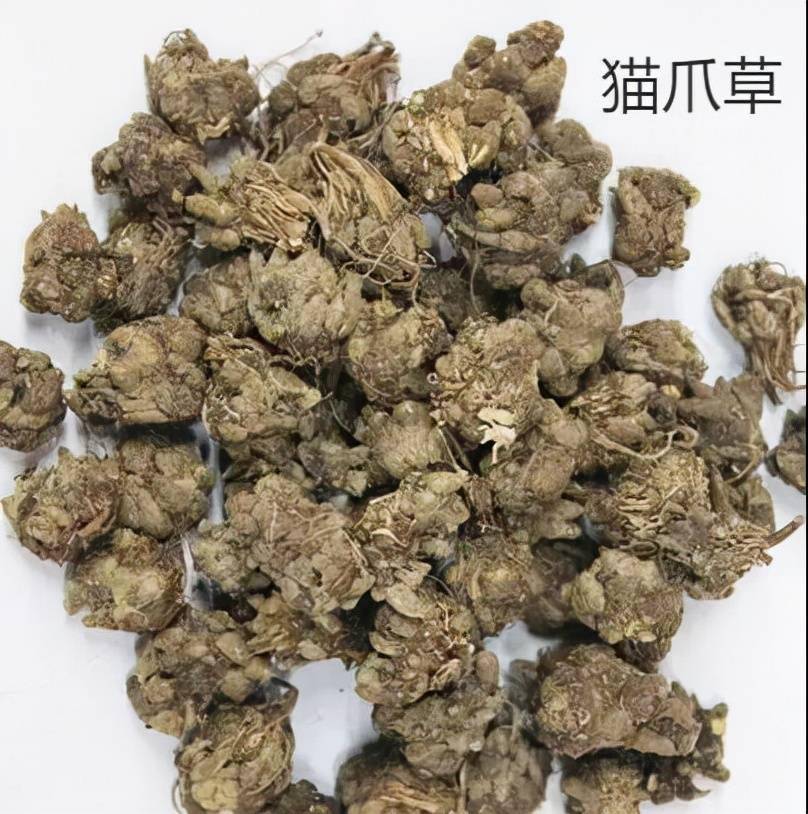 每天學習一味中藥貓爪草