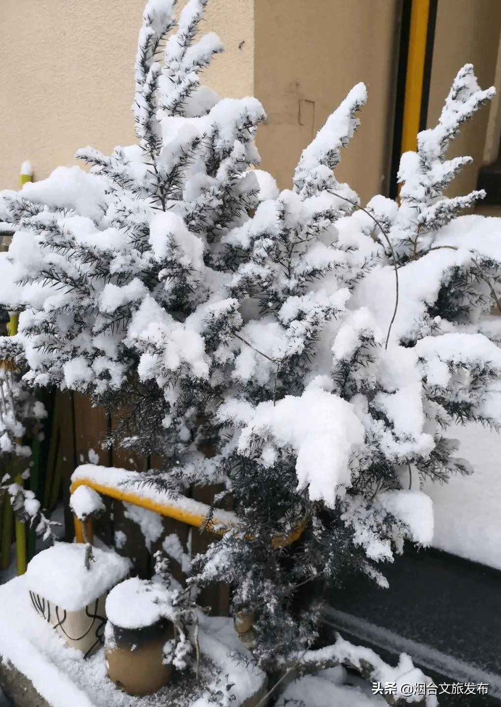 阿雅|雪?雪?雪?雪?雪?！烟台雪景大片海量来袭！