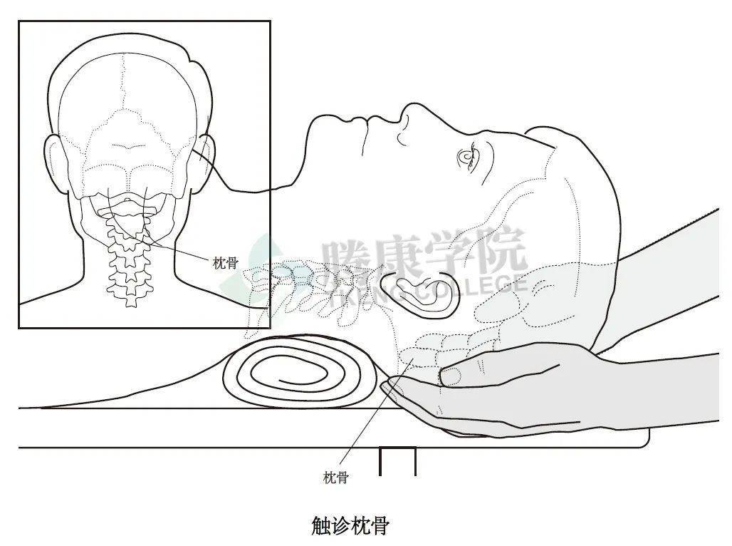 枕骨醫生將手指放在枕外隆突上並向外側和下方斜滑向乳突.