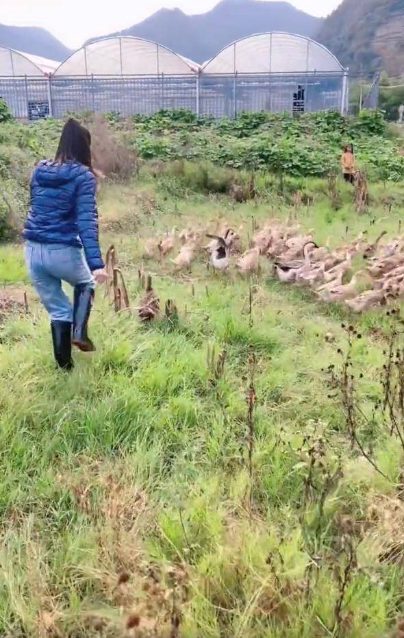 55岁李若彤户外抓鸭子,挥臂追逐大笑超兴奋,引发数十名村民围观