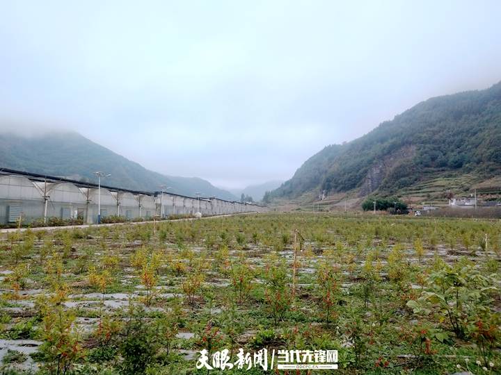 赫章县结构乡棚内花开棚外香