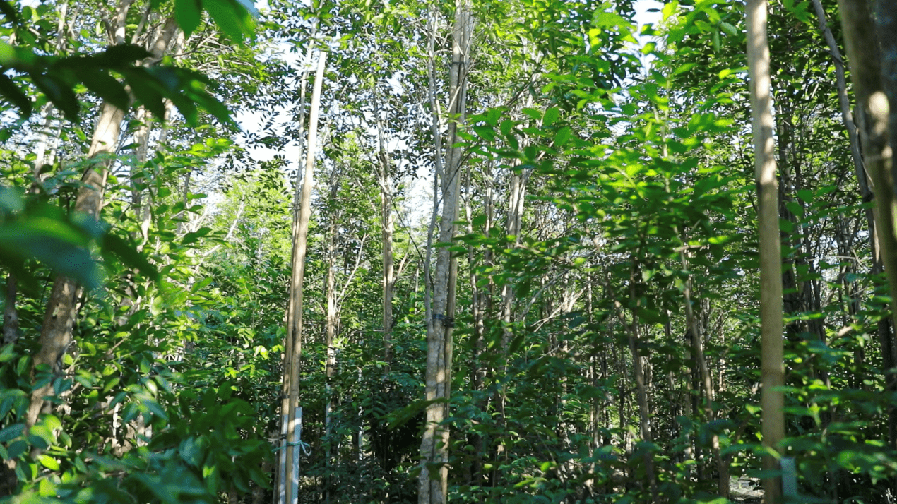 电白种植沉香达10万亩生态增优林业增效林农增收的可喜态势显现