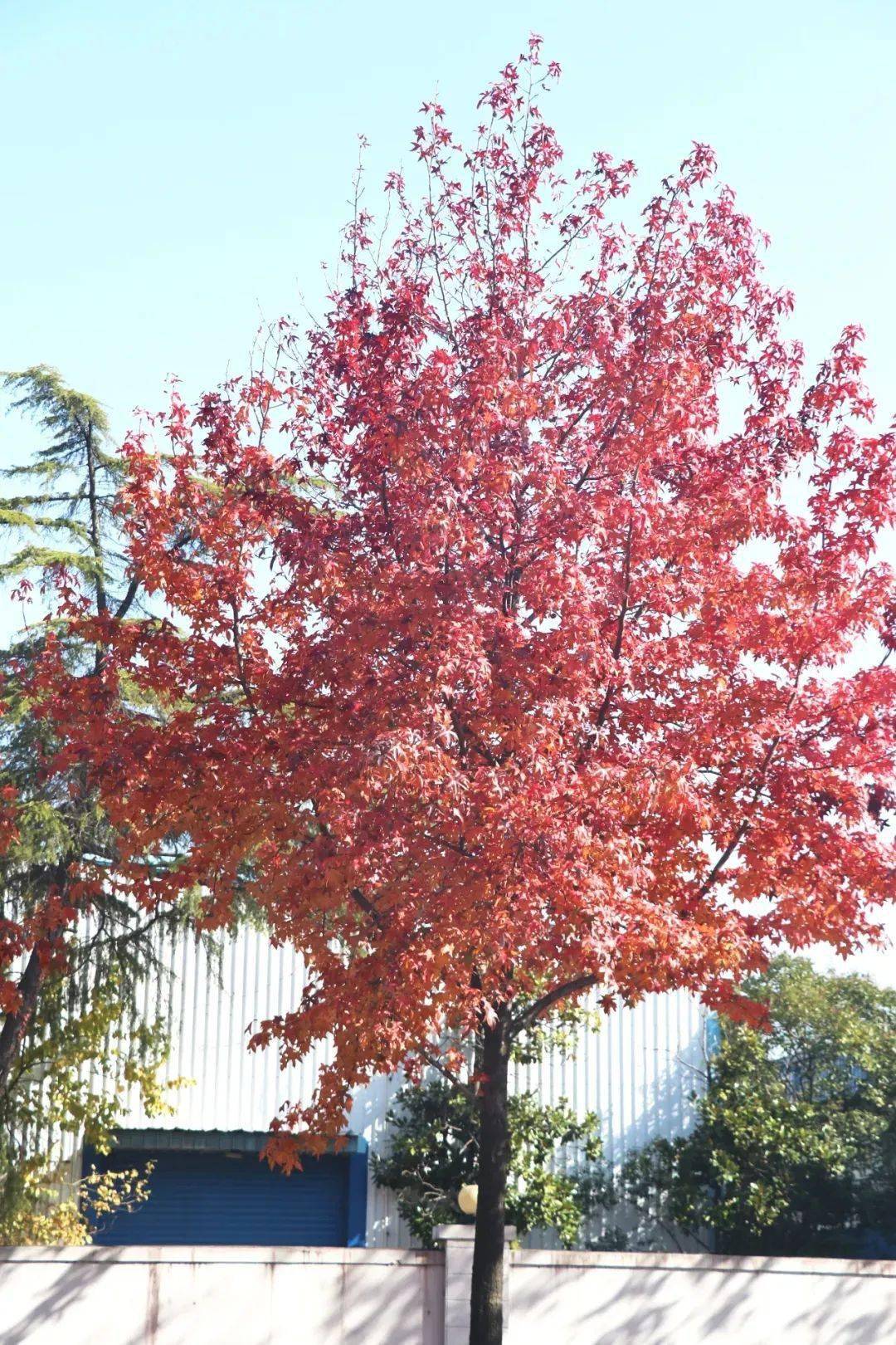 枫香树北美枫香美国红枫三角枫如何枫得清